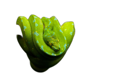 A closeup of the head and body wrapped around in an isolated black background, showing only its vivid green scales with blue spots. The snake's tail is also visible, slithering gracefully against the dark backdrop. This highquality photograph captures every detail on one side of the screen.  Transparent Background