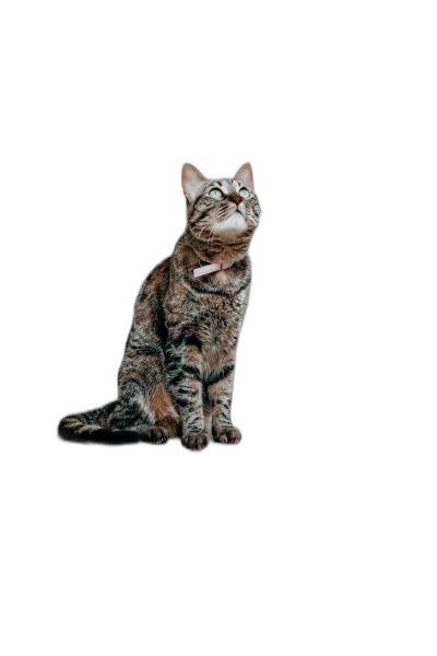 cat sitting on black background, looking up at the sky, studio photography, full body shot, hyper realistic  Transparent Background