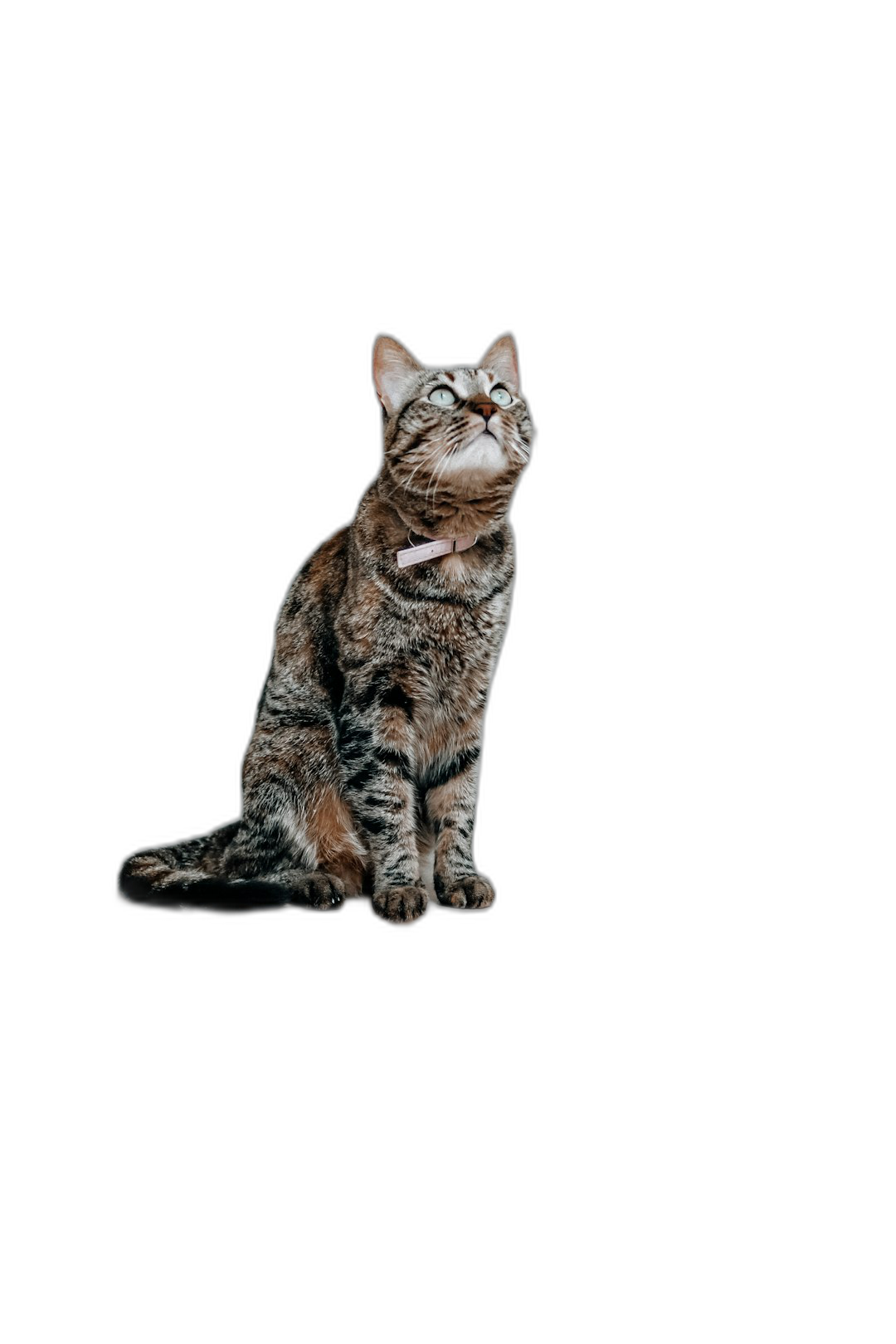 cat sitting on black background, looking up at the sky, studio photography, full body shot, hyper realistic  Transparent Background