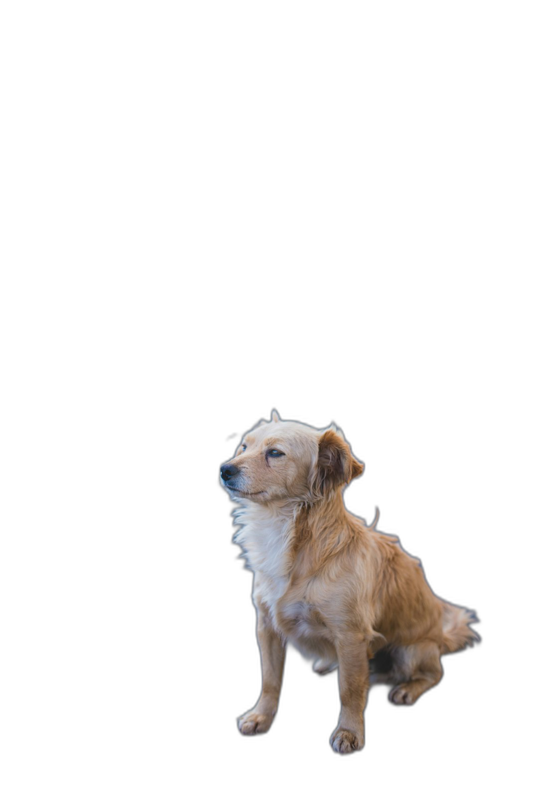 A small dog sitting on the ground, looking up at something in front of it, on a black background, in a full body shot, in the style of photography, with high definition image quality, at a high resolution.  Transparent Background