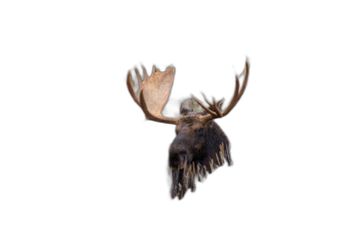 A single moose head floating in the air on black background, hyper realistic photograph, macro photography  Transparent Background