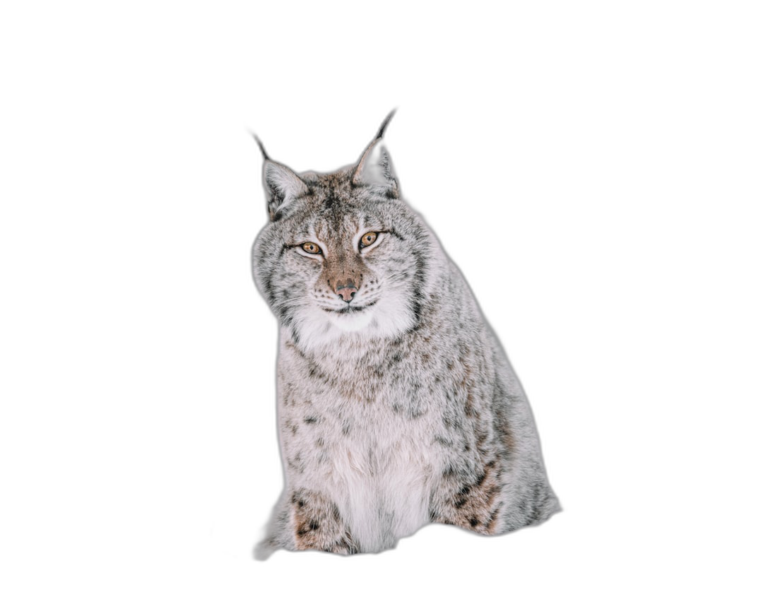 front view of lynx sitting on black background, full body, hyper realistic photo  Transparent Background