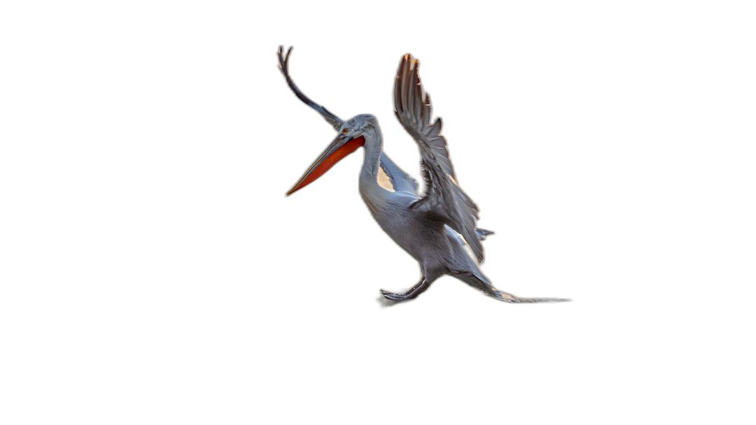 A pelican is flying in the air, with motion capture and superb photography in the style of National Geographic photos of animals against a black background in a high definition real shot.  Transparent Background