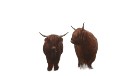 2 highland cows, standing side by side on a black background, in a realistic and cinematic style.  Transparent Background