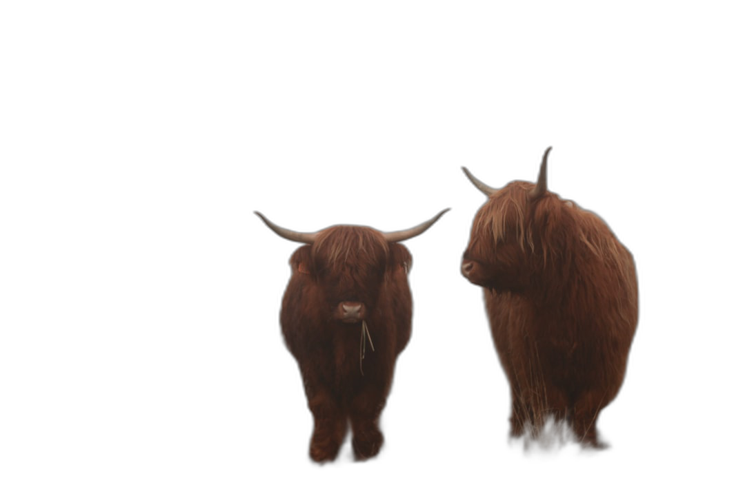 2 highland cows, standing side by side on a black background, in a realistic and cinematic style.  Transparent Background