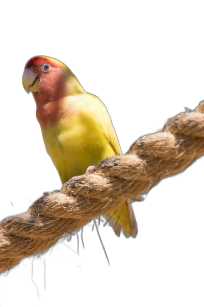 A Lovebird perched on an old, brown rope in the style of photorealistic portraits, black background, yellow and red, strong facial expression, accurate bird anatomy, high resolution, professional photograph, high detail  Transparent Background