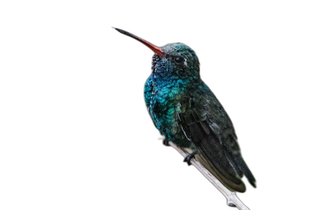 A photo of an iridescent hummingbird against a black background, studio photography with soft lighting in a close up portrait style, shallow depth of field, high resolution, hyper realistic in the style of studio photography.  Transparent Background