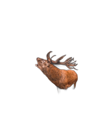 A red deer barking, on a solid black background, in a real photo, from the side view, with a high definition full body shot in the style of photography.  Transparent Background