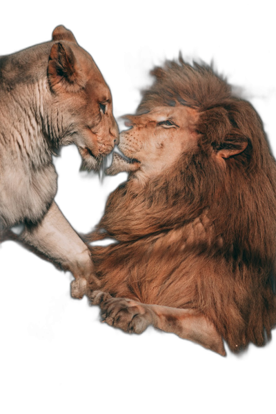 lion and lioness, and white female cat in love on black background, full body portrait photography in the style of Nikon d850  Transparent Background