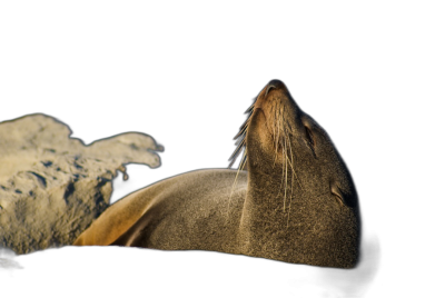 Australian sea lion sleeping in a close up profile view with a dark background and dramatic lighting to create a silhouette, captured in the style of Canon EOS.  Transparent Background