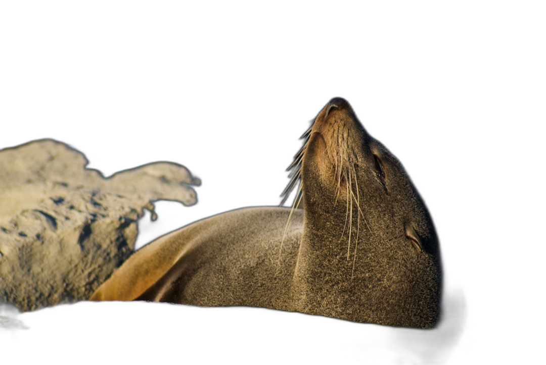 Australian sea lion sleeping in a close up profile view with a dark background and dramatic lighting to create a silhouette, captured in the style of Canon EOS.  Transparent Background