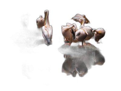 a group of pelicans sitting on the water at night, black background, reflection photography, romanticism, white and pink colors, soft light, high definition  Transparent Background