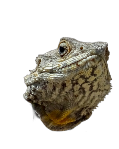 Photo of an agamid lizard head isolated on black background, studio shot  Transparent Background