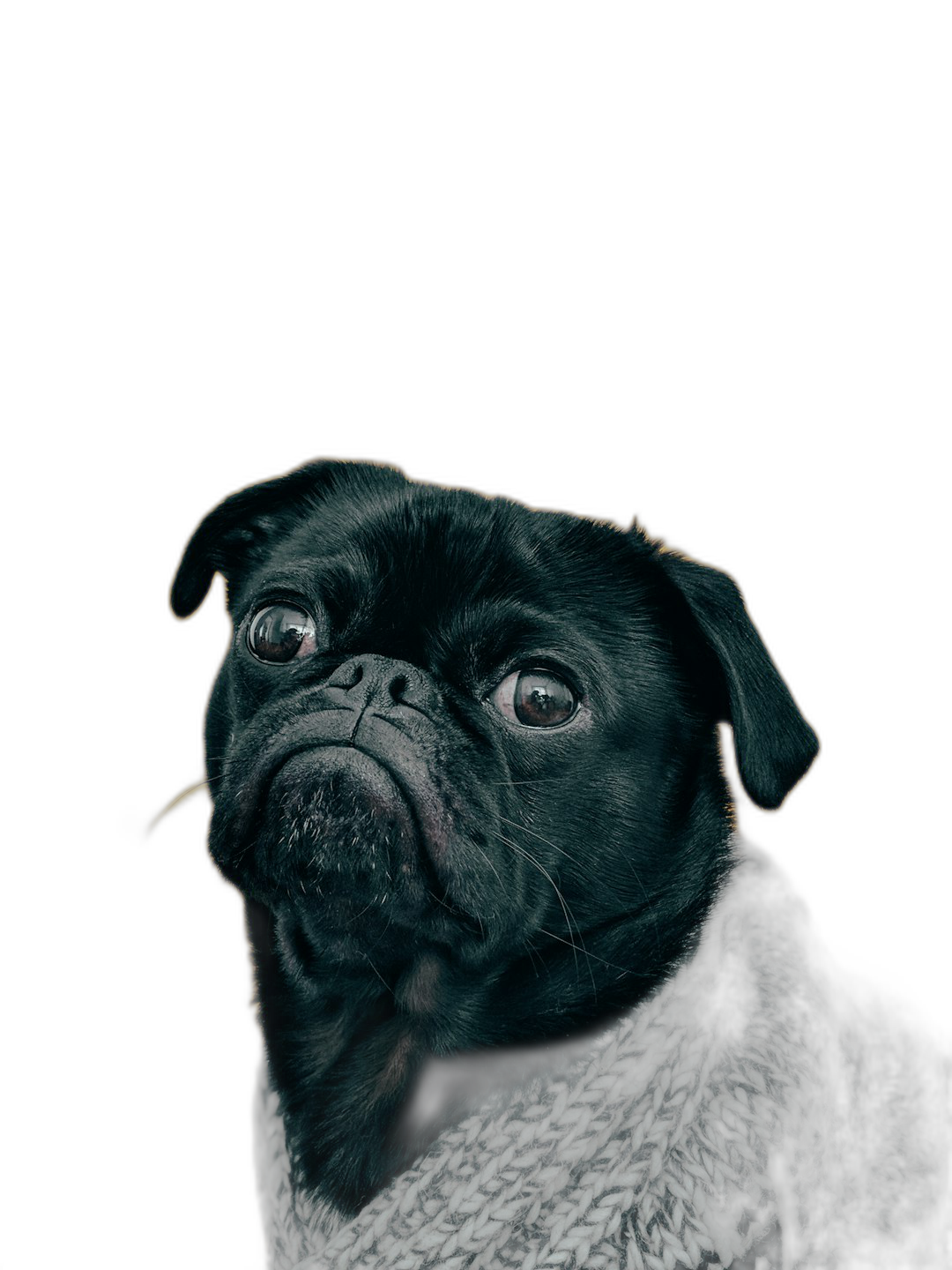 black pug wearing sweater against a solid black background in a studio portrait with dramatic lighting in the style of photo realistic, high resolution photography with detailed skin texture and soft light with a cinematic color grading and film grain style of editorial photography  Transparent Background