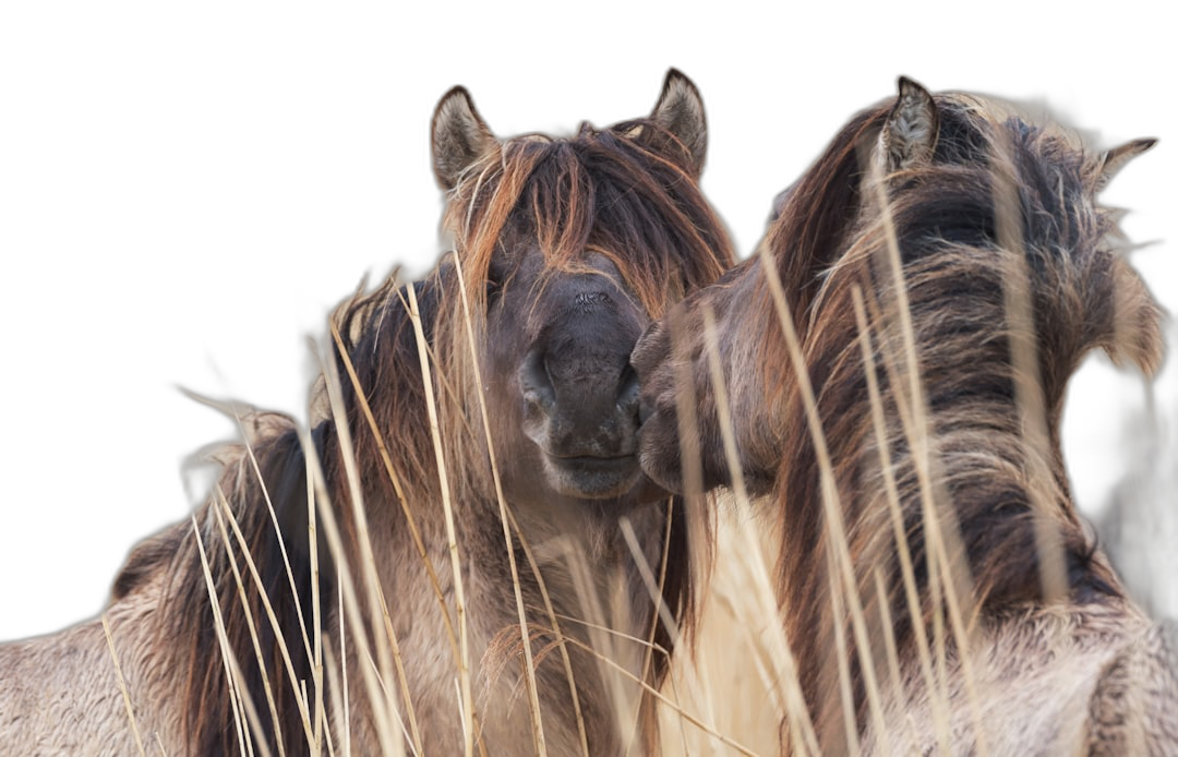 A closeup of the faces and hair of three wild horses, one seen from behind with long grasses in its mane, against a black background, in the style of National Geographic photo.  Transparent Background