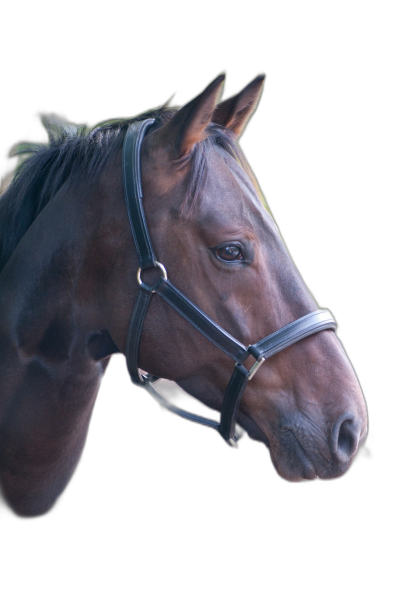 portrait of a horse head wearing a black leather halter, isolated on a solid background, in the style of a professional photographer, high quality  Transparent Background