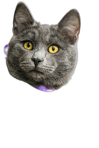 photorealistic headshot of an adorable grey cat with yellow eyes and purple collar floating in the air on black background  Transparent Background