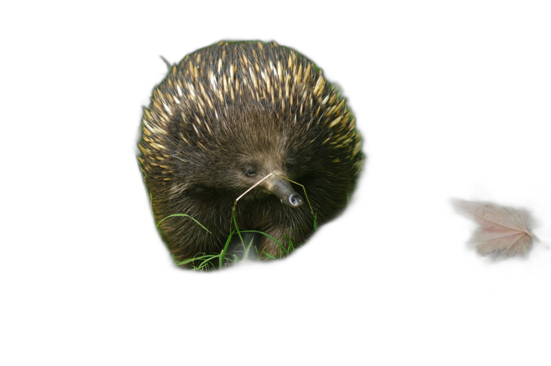 A echidna emerging from the darkness, illuminated in the style of a flashlight beam on its face and body, with grass in front of it, against a black background, photo realistic, high resolution, high detail.  Transparent Background