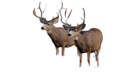 Mule deer standing side together, dark background, realistic photo in the style of black background.  Transparent Background