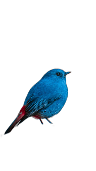 Blue bird with red tail, full body shot on a black background, real high definition photographic style.  Transparent Background