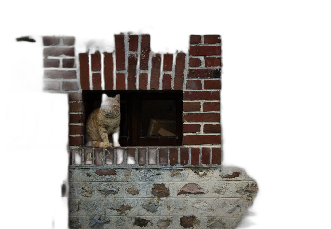 A cat sitting in the window of an old brick house, with a black background, in a high resolution photograph, with insanely detailed and intricate fine details, in the style of a stock photo with professional color grading.  Transparent Background