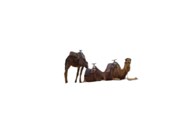 3D rendering, camels on a black background, in the style of dark brown and light beige, isometric view, minimalistic design, octane render, studio lighting, high resolution photography, insanely detailed, fine details, isolated plain, centered composition  Transparent Background