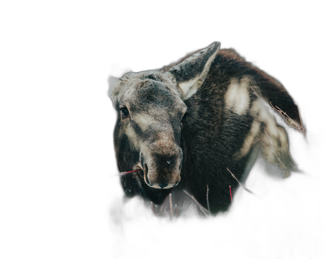 Close-up portrait of a moose against a black background at night time, lit in the style of firelight from behind the animal, photo realistic with motion blur, wildlife photography with professional color grading, soft shadows and clean sharp focus with a slight film grain effect.  Transparent Background