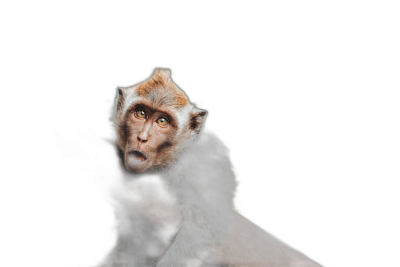 Portrait of an animal monkey on a black background, looking at the camera with a shocked face and open mouth, studio shot, high resolution photography, insanely detailed with fine details, isolated plain, stock photo with color grading, in the style of hyper realistic.  Transparent Background