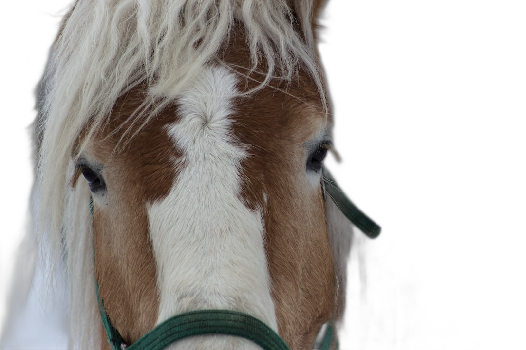 Close-up portrait of a brown and white horse with a green halter against a black background, photographed in the style of Canon EOS using a 50mm lens.  Transparent Background