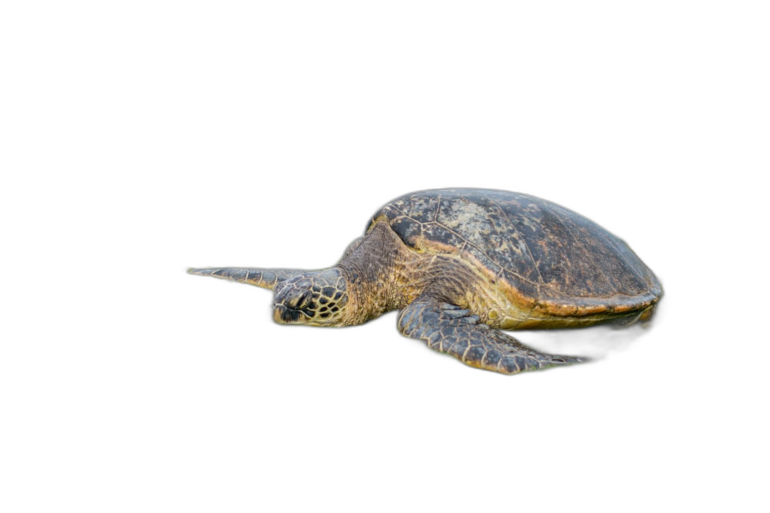 Side view of sea turtle isolated on black background, studio shot, in the style of high resolution photography.  Transparent Background