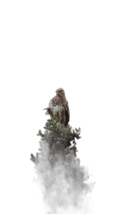 A dark night photo of an eagle sitting on top of the mountain, with a dark black background, low key lighting, a mossy tree, minimalist style, macro photography, photorealistic in the style of, ultra realistic in the style of, hyper detailed in the style of, high quality, high resolution, shot with a Sony Alpha A7 III.  Transparent Background