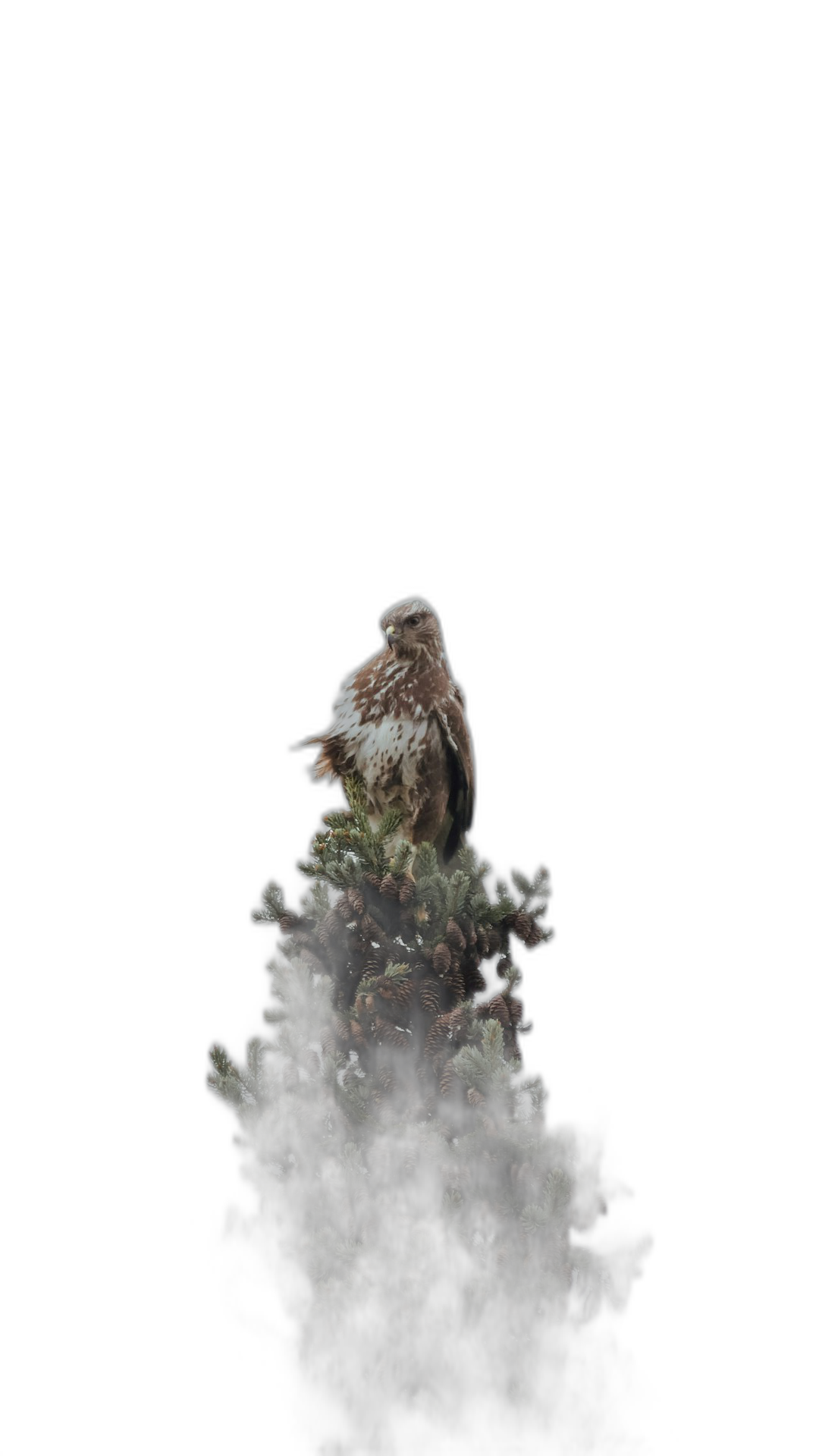 A dark night photo of an eagle sitting on top of the mountain, with a dark black background, low key lighting, a mossy tree, minimalist style, macro photography, photorealistic in the style of, ultra realistic in the style of, hyper detailed in the style of, high quality, high resolution, shot with a Sony Alpha A7 III.  Transparent Background