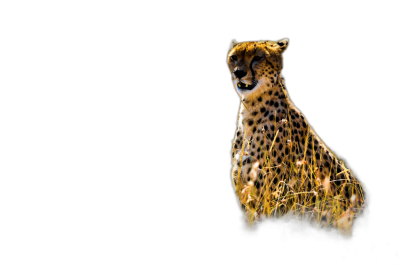 A cheetah in the savannah, illuminated by natural light against a black background, in the style of National Geographic photo  Transparent Background