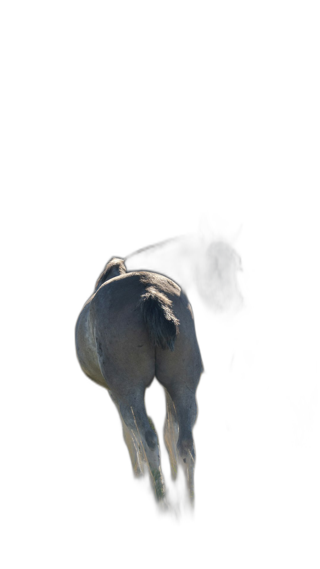 A white horse seen from behind with a dark background and black shadows in the style of hyper realistic photography.  Transparent Background