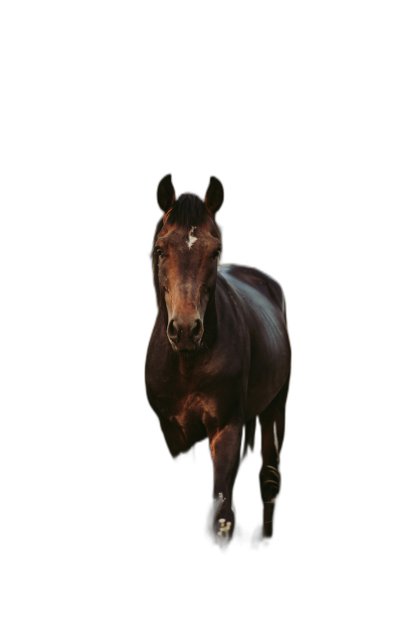 a single horse walking towards the camera in complete darkness, head and body visible, dark background, minimalistic, clean, high contrast  Transparent Background