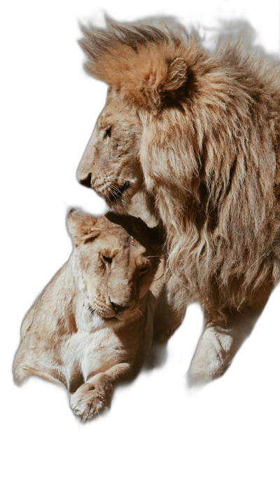 A lion and lioness hugging their cub, showing their body from head to paws, a fullbody photo on a black background, in the hyperrealistic style.  Transparent Background