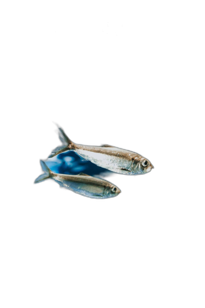 Two small silvery herring fish floating in the air on a black background, minimalist still life photography in the style of unsplash and shot through a Canon R6, 35mm lens.  Transparent Background