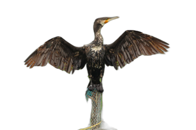 A cormorant with outstretched wings stands on top of an iron post, its body is made up entirely of iridescent green and blue scales against a black background, in the hyper realistic photographic style.  Transparent Background