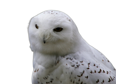 white owl, black background, in the style of National Geographic photo  Transparent Background