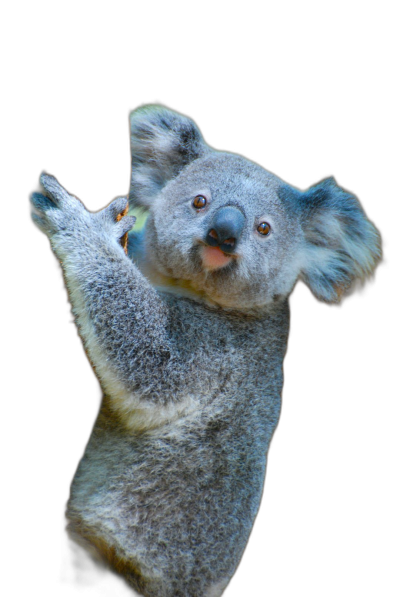 A funny koala waving its hand in the air, with a funny pose, against a black background, in a high resolution photograph.  Transparent Background