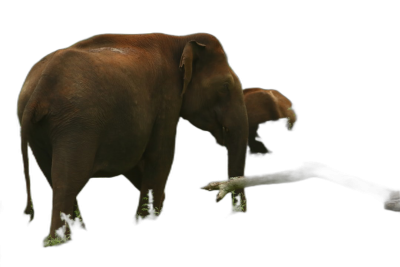 A realistic photo of an elephant and its calf, seen from the side on a black background, illuminated by a spotlight. The elephants' skin is rough with dark brown tones, their long trunks in front showing as they reach for something off screen. Their ears are large and trunk furless. They both stand at different heights, one above the other, facing away from each other. One baby elephant's head peeks out behind his mother’s body, adding to the sense that it has not yet grown to her size. The photo appears to be in the style of a realistic wildlife photographer.  Transparent Background