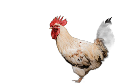 Photo of A rooster on black background for photography studio, full body shot  Transparent Background