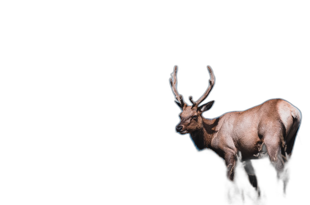 Photo of A deer on black background, no shadows, isolated on dark background, natural light, professional color grading, soft shadow, clean sharp focus, High resolution photography  Transparent Background