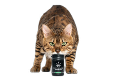 A Bengal cat with green eyes staring at the camera while holding an empty black bottle, "EMMB occupants were excited to try them out" on label in white font on a black background, high resolution product photography in the style of cannabis gummies.  Transparent Background