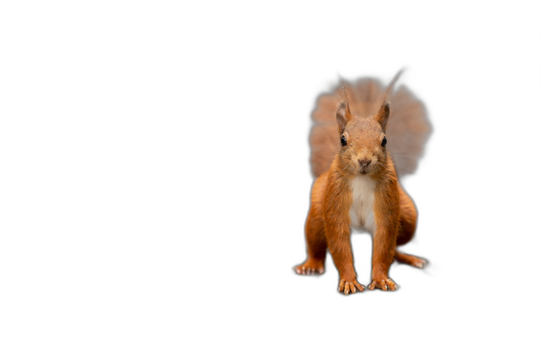 A red squirrel on a black background, its full body shown in a realistic photography style, with high definition.  Transparent Background