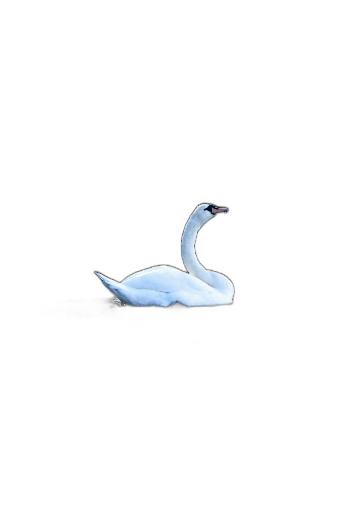 White swan swimming on a black background, minimalism, negative space, elegant, sophisticated, high-end professional photography, high resolution, extreme detail, hyperrealistic, cinematic, volumetric lighting, studio lighting, editorial photograph in the style of Z Manumitters.  Transparent Background