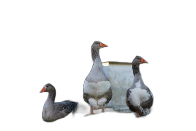 Three grey geese standing on the edge of an iron well, isolated black background, studio shot, professional photography, high quality  Transparent Background