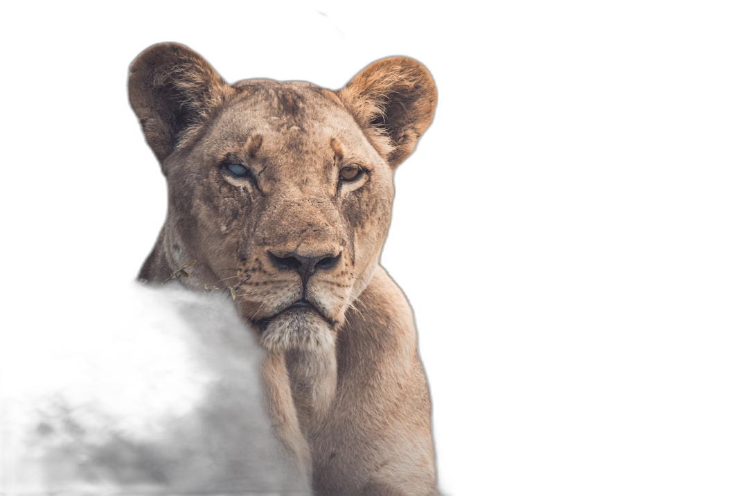 A lioness in the dark, isolated on a black background with copy space, 8k, real photo, in the style of photography.  Transparent Background