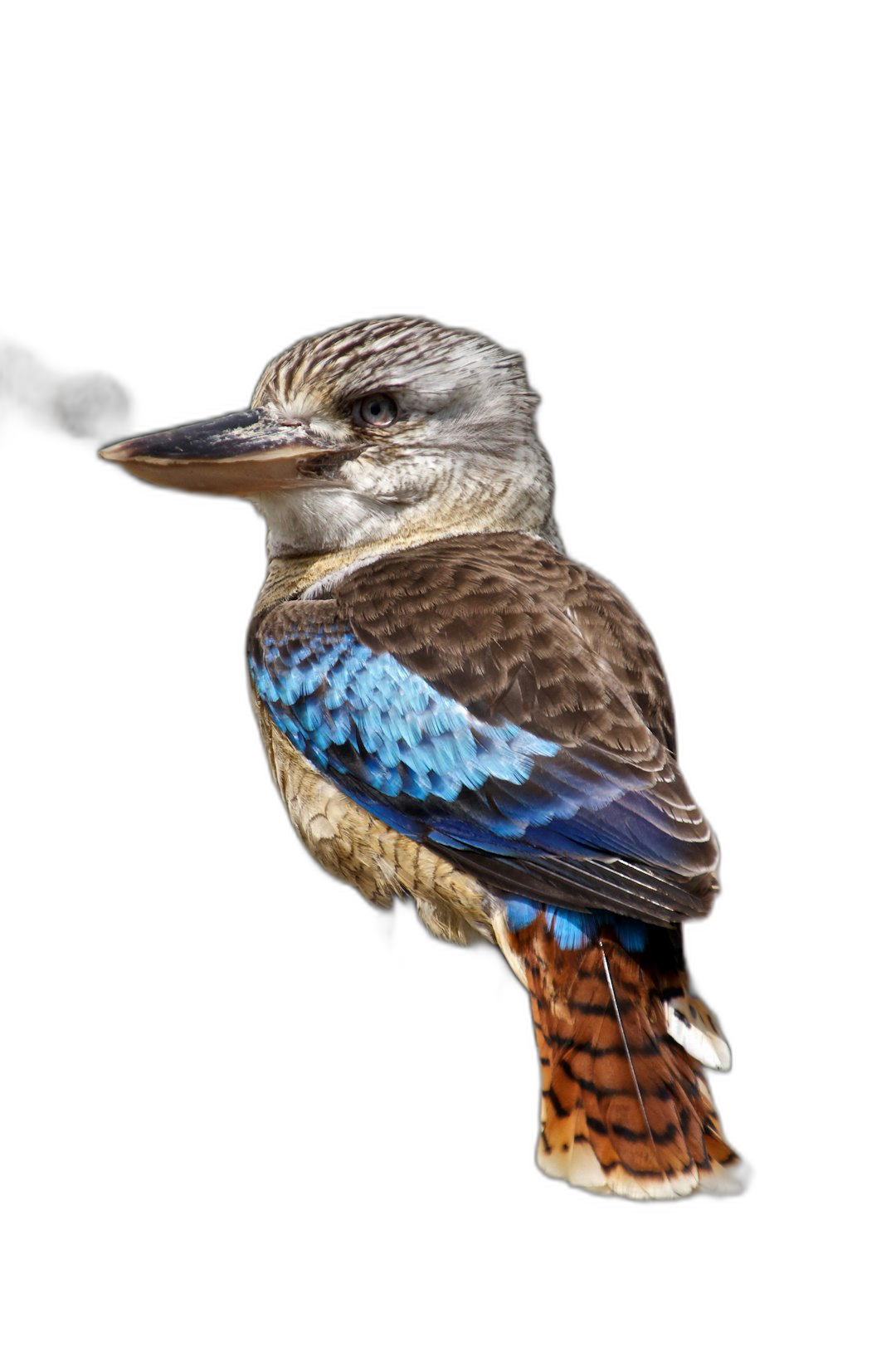 blue winged kookaburra, full body, isolated on black background, high resolution photography  Transparent Background