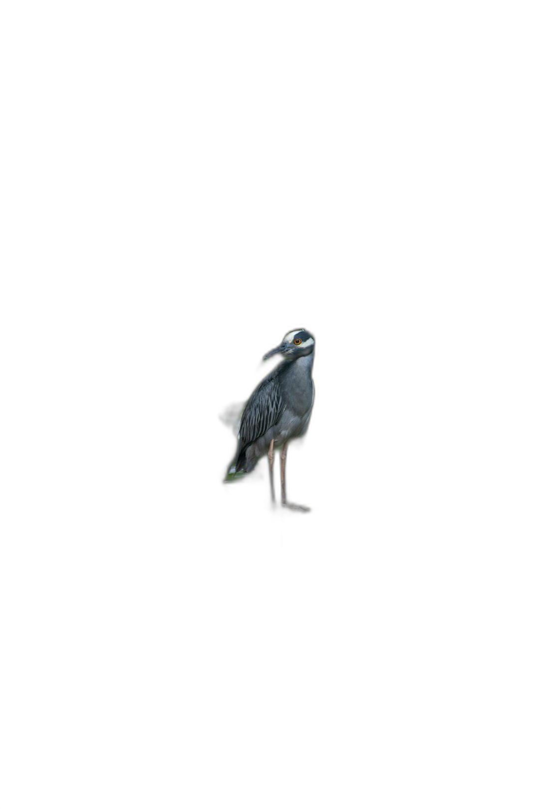 A yellow-crowned night heron floating in pitch black space, minimalistic, the single animal on a solid background, small and distant from the camera, subtle, high definition photography, high resolution, cinematic, contrasted with deep blacks.  Transparent Background